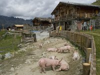 CH, Wallis, Saas Grund, Hannig 6, Saxifraga-Willem van Kruijsbergen