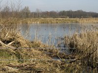 NL, Noord-Brabant, Valkenswaard, fishponds 25, Saxifraga-Jan van der Straaten