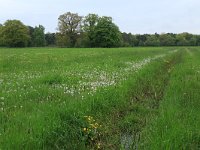 NL, Nederland, Gelderland, Lochem, Stelkampsveld 62, Saxifraga-Hans Boll