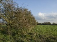 NL, Noord-Brabant, Boxmeer, Oeffelter Meent 13, Saxifraga-Jan van der Straaten