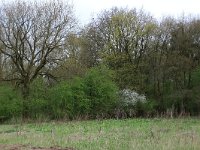 NL, Noord-Brabant, Boxmeer, Zoetepasweiden 25, Saxifraga-Hans Boll