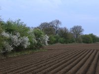 NL, Noord-Brabant, Boxmeer, Zoetepasweiden 26, Saxifraga-Hans Boll