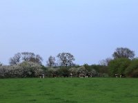 NL, Noord-Brabant, Boxmeer, Zoetepasweiden 28, Saxifraga-Hans Boll