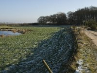 NL, Noord-Brabant, Grave, Beerse Overlaat 16, Saxifraga-Jan van der Straaten