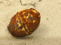 NL, Noord-Holland, Texel, De Hors 120, Saxifraga-Foto Fitis-Sytske Dijksen