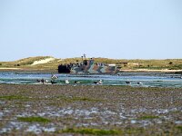 NL, Noord-Holland, Texel, Mokbaai 11, Saxifraga-Foto Fitis-Sytske Dijksen