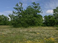 F, Aveyron, Causse du Larzac 13, Saxifraga-Dirk Hilbers