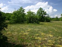 F, Aveyron, Causse du Larzac 5, Saxifraga-Dirk Hilbers