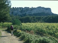 F, Bouches-du-Rhone, Lamanon 2, Saxifraga-Jan van der Straaten