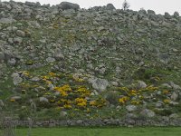 F, Lozere, Fraissinet-de-Lozere, Runes 8, Saxifraga-Willem van Kruijsbergen