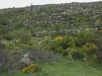 F, Lozere, Fraissinet-de-Lozere, Runes 9, Saxifraga-Willem van Kruijsbergen