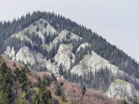 RO, Brasov, Moieciu, Magura 14, Saxifraga-Tom Heijnen