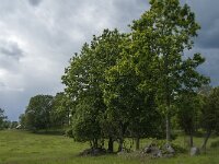 S, Jonkoping Lan, Varnamo, Strakeved 10, Saxifraga-Jan van der Straaten