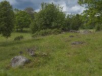 S, Jonkoping Lan, Varnamo, Strakeved 12, Saxifraga-Jan van der Straaten