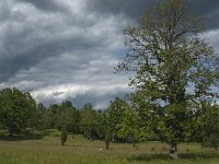 S, Jonkoping Lan, Varnamo, Strakeved 7, Saxifraga-Jan van der Straaten