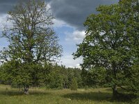 S, Jonkoping Lan, Varnamo, Strakeved 8, Saxifraga-Jan van der Straaten