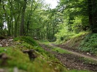 D, Rheiland-Pfalz, Klotten 1, Saxifraga-Foto Fitis-Sytske Dijksen