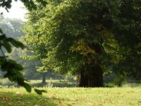 NL, Zuid-Holland, 's-Gravenhage, Landgoed Clingendael 2, Saxifraga-Foto Fitis-Sytske Dijksen