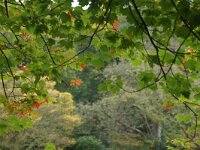 NL, Zuid-Holland, 's-Gravenhage, Landgoed Clingendael 4, Saxifraga-Foto Fitis-Sytske Dijksen