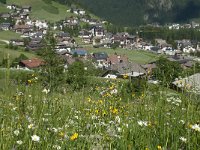I, Sued-Tirol, Corvara, Kolfuschg, Ciamplo 19, Saxifraga-Annemiek Bouwman