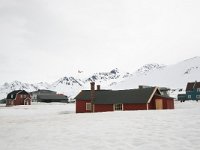 NO, Spitsbergen, Ny-Alesund 1, Saxifraga-Bart Vastenhouw