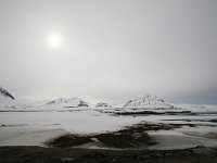 NO, Spitsbergen, Ny-Alesund 10, Saxifraga-Bart Vastenhouw