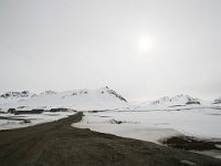 NO, Spitsbergen, Ny-Alesund 11, Saxifraga-Bart Vastenhouw