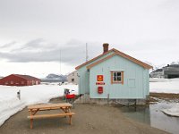 NO, Spitsbergen, Ny-Alesund 2, Saxifraga-Bart Vastenhouw