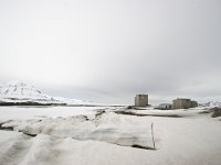 NO, Spitsbergen, Ny-Alesund 7, Saxifraga-Bart Vastenhouw