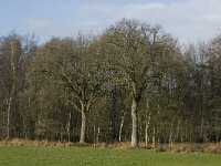 B, Limburg, Overpelt, Kleine Molen 9, Saxifraga-Marijke Verhagen