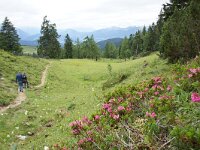 A, Ober-Oesterreich, Gosau, Zwieselalm 1,Saxifraga-Foto Fitis-Sytske Dijksen