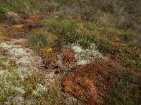 EST, Laane maakond, Laane-Nigula, Leidissoo looduskaitseala 110, Saxifraga-Hans Boll