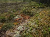 EST, Laane maakond, Laane-Nigula, Leidissoo looduskaitseala 111, Saxifraga-Hans Boll