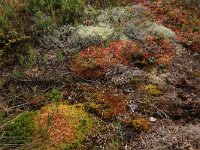 EST, Laane maakond, Laane-Nigula, Leidissoo looduskaitseala 113, Saxifraga-Hans Boll