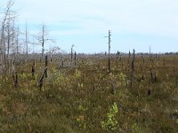 EST, Laane maakond, Laane-Nigula, Leidissoo looduskaitseala 123, Saxifraga-Hans Boll