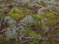 EST, Laane maakond, Laane-Nigula, Leidissoo looduskaitseala 13, Saxifraga-Hans Boll