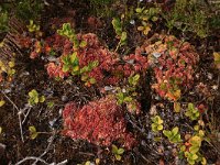 EST, Laane maakond, Laane-Nigula, Leidissoo looduskaitseala 132, Saxifraga-Hans Boll