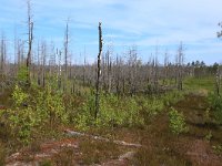 EST, Laane maakond, Laane-Nigula, Leidissoo looduskaitseala 134, Saxifraga-Hans Boll