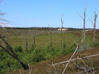 EST, Laane maakond, Laane-Nigula, Leidissoo looduskaitseala 157, Saxifraga-Hans Boll