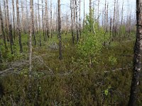 EST, Laane maakond, Laane-Nigula, Leidissoo looduskaitseala 5, Saxifraga-Hans Boll