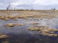 EST, Parnumaa, Laaneranna vald, Tuhu maastikukaitseala 4, Saxifraga-Tom Heijnen