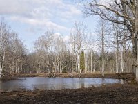 EST, Viljandimaa, Meiekose opperada in Soomaa rahvuspark 5, Saxifraga-Tom Heijnen