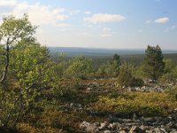 FIN, Lapland, Ivalo, Uhro Kekkonen 9, Saxifraga-Dirk Hilbers