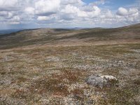 FIN, Lapland, Utsjoki, Kevo 11, Saxifraga-Dirk Hilbers