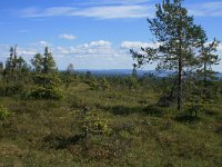 FIN, Oulu, Kuusamo, Riisitunturi 6, Saxifraga-Dirk Hilbers