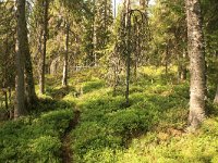 FIN, Oulu, Kuusamo, Valtavaara NP 6, Saxifraga-Dirk Hilbers