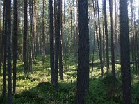 FIN, Oulu,Kuusamo, Oulanka NP 2, Saxifraga-Dirk Hilbers