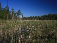 FIN, Oulu,Kuusamo, Oulanka NP 5, Saxifraga-Dirk Hilbers