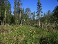 FIN, Oulu,Kuusamo, Oulanka NP 6, Saxifraga-Dirk Hilbers