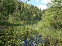 FIN, Oulu,Kuusamo, Oulanka NP 9, Saxifraga-Dirk Hilbers